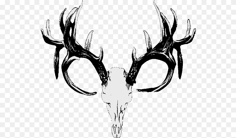 Red Deer Hunting White Tailed Deer Skull Deer Antlers, Antler, Person, Animal, Mammal Free Png