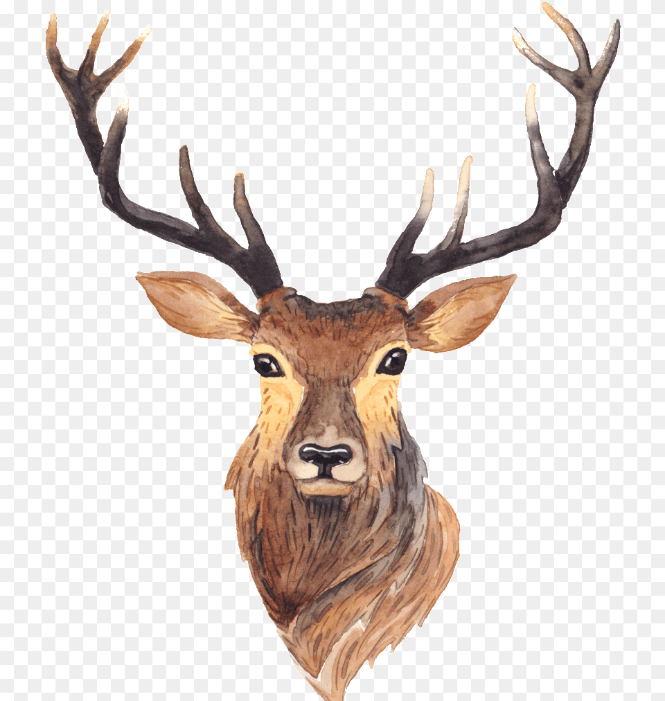 Red Deer Moose Antler Painting Deer Antlers Animation, Animal, Mammal, Wildlife, Antelope Free Transparent Png