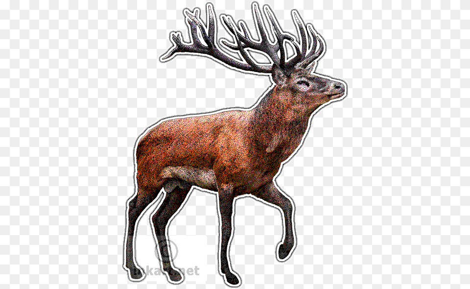 Red Deer Red Deer Wall Clock, Animal, Elk, Mammal, Wildlife Free Png Download