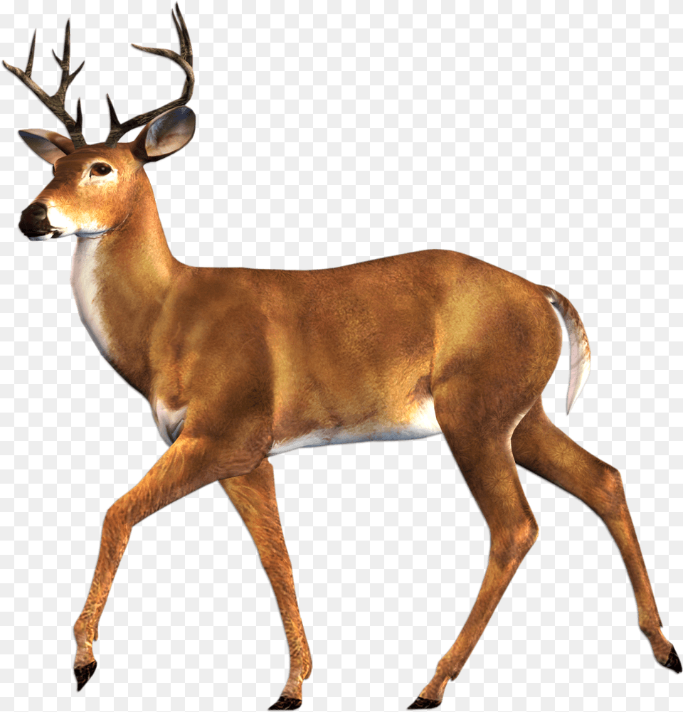Red Deer Deerpng Images Animal Digital Collage, Antelope, Mammal, Wildlife, Elk Png Image