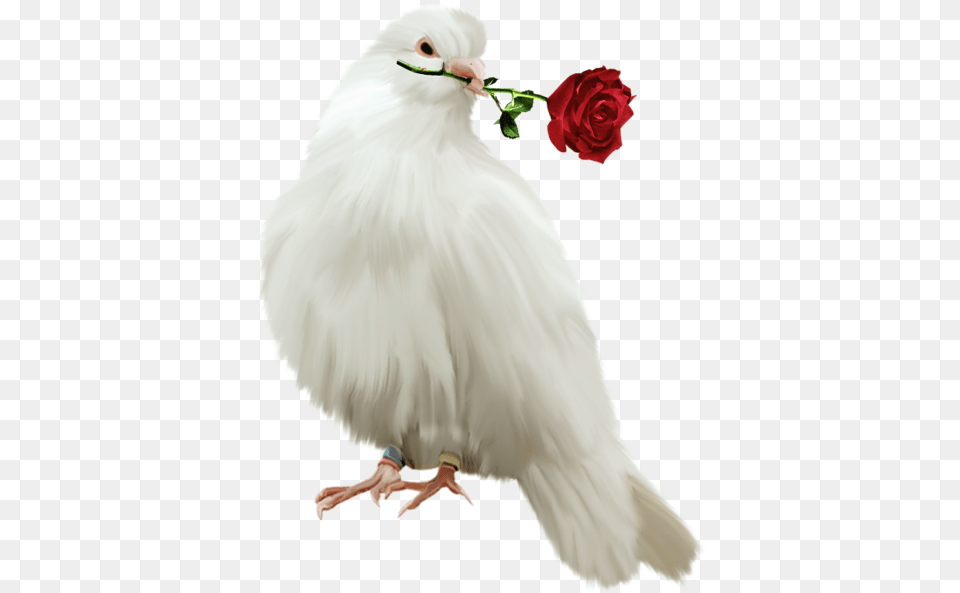 Red Dove Gallery Clipart Pictureu2026 Birds Pigeon With Rose, Flower, Plant, Wedding, Person Free Png