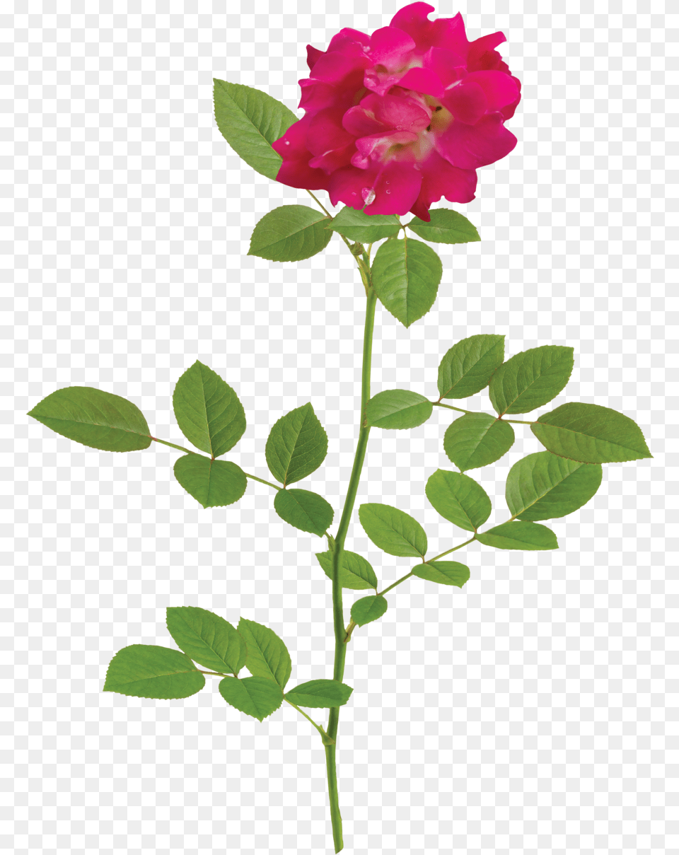 Red Drift Branch White Flower Rose, Geranium, Leaf, Petal, Plant Free Transparent Png