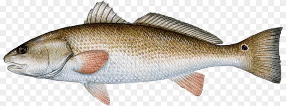 Red Drum, Animal, Fish, Sea Life Free Transparent Png