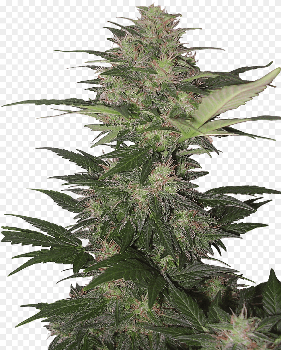 Red Dwarf Autofiorente, Plant, Hemp, Grass Free Png