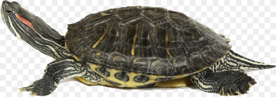 Red Eared Slider Animal, Reptile, Sea Life, Turtle Free Transparent Png