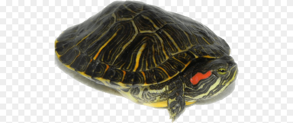 Red Eared Slider Turtles Transparent, Animal, Reptile, Sea Life, Tortoise Png Image