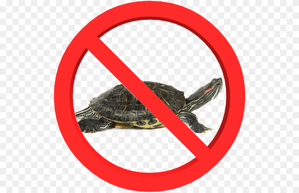 Red Eared Sliders Are Not Native To Pennsylvania But Red Eared Turtle, Animal, Reptile, Sea Life, Tortoise Free Transparent Png