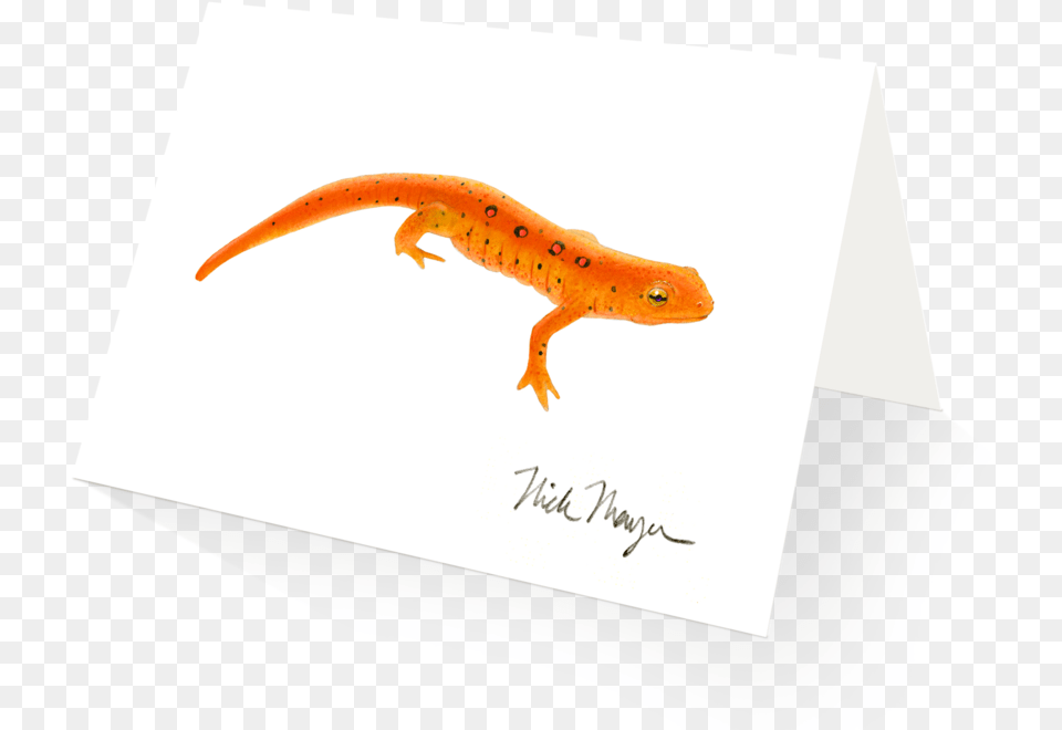 Red Eft Newt Eastern Newt, Animal, Lizard, Reptile, Amphibian Png