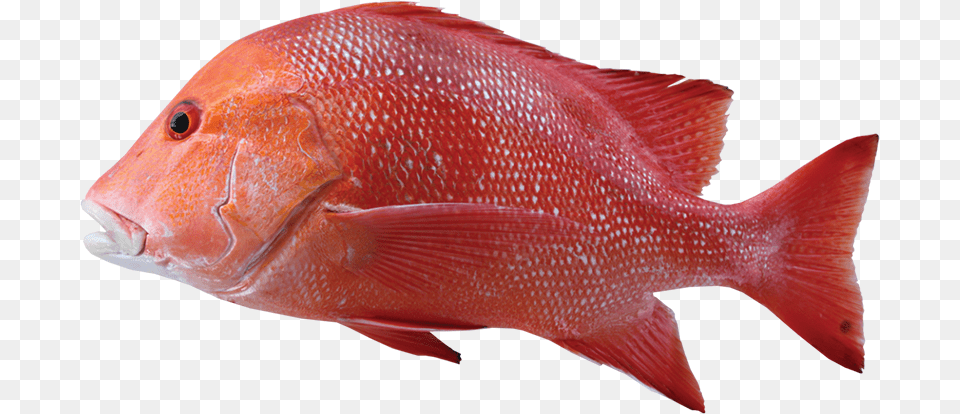 Red Emperor, Animal, Fish, Sea Life Png Image