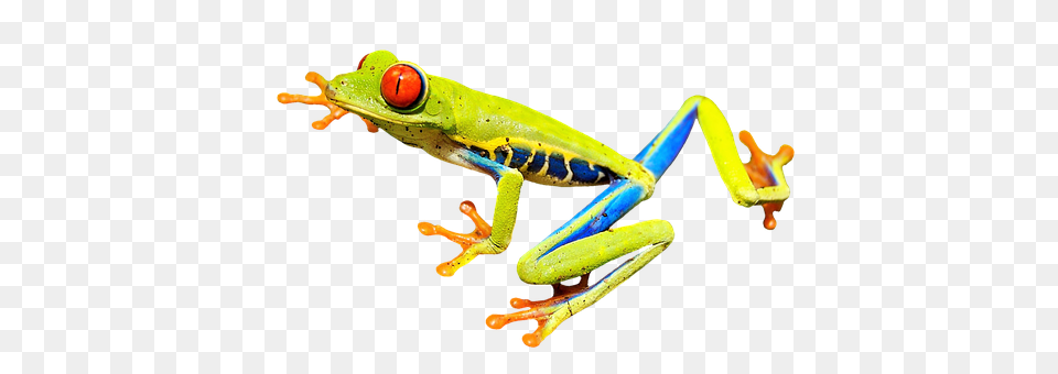 Red Eye Frog Amphibian, Animal, Wildlife, Tree Frog Free Transparent Png