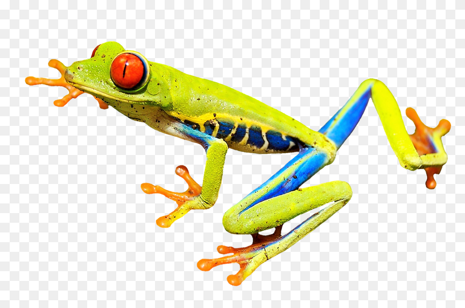 Red Eye Frog Amphibian, Animal, Wildlife, Tree Frog Png Image
