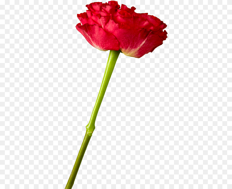 Red Eye Garden Rose Rose, Flower, Petal, Plant, Carnation Free Png