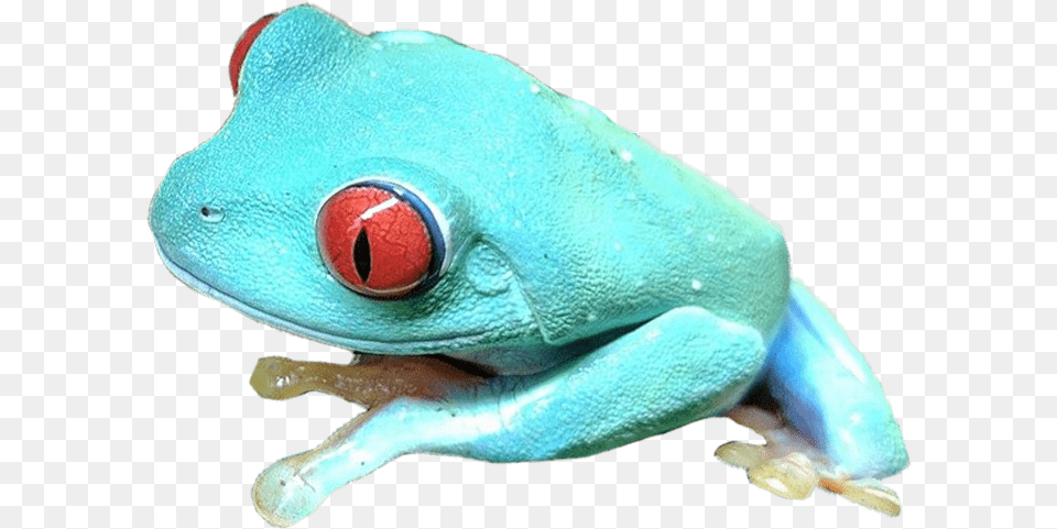 Red Eyed Tree Frog, Amphibian, Animal, Wildlife, Tree Frog Free Transparent Png