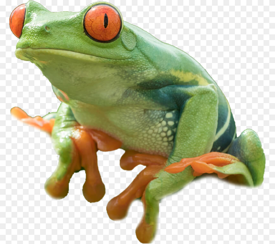 Red Eyed Tree Frog Amphibian, Animal, Wildlife, Dinosaur Free Png Download