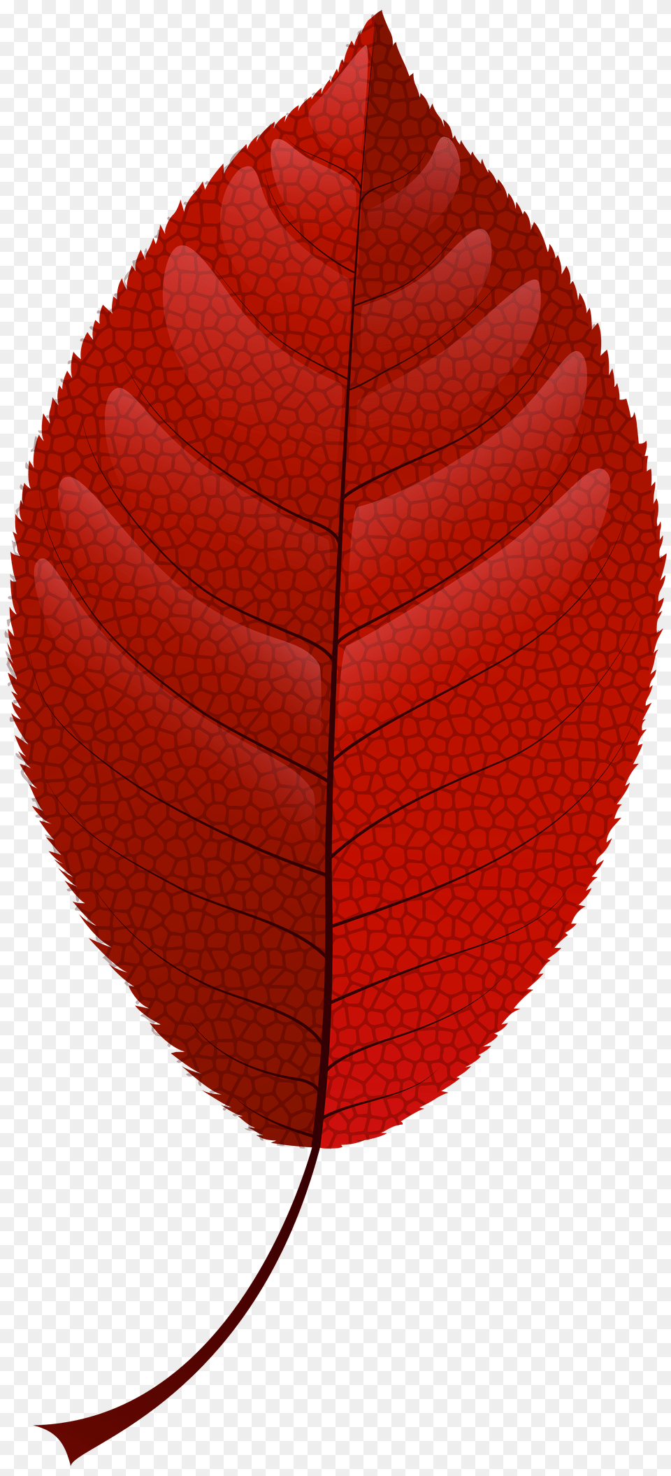 Red Fall Leaf Clip Art Free Png