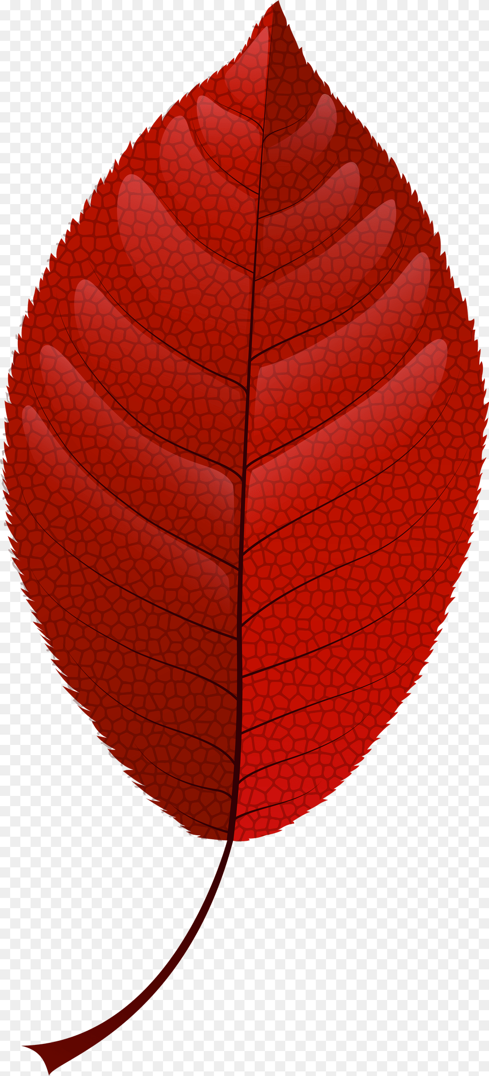 Red Fall Leaf Clip Art Leaf, Adult, Male, Man, Person Free Png