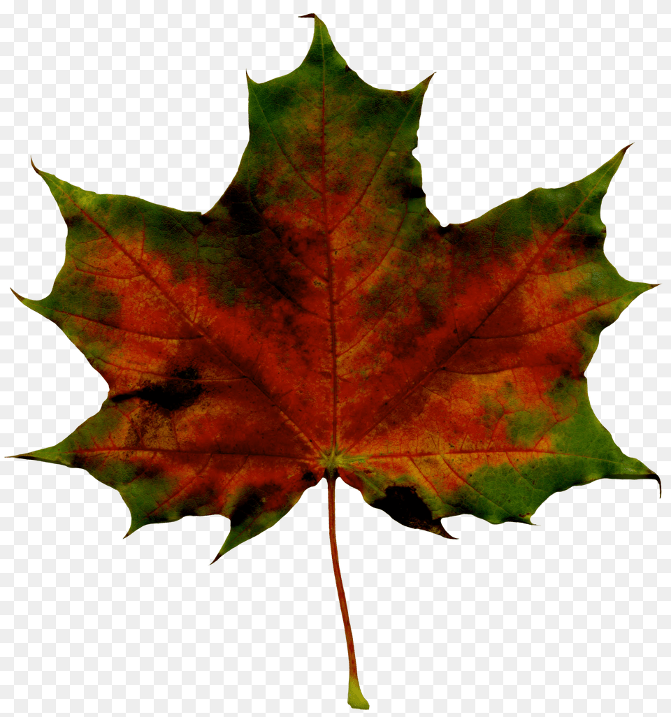 Red Fall Leaf Clipart, Plant, Tree, Maple, Maple Leaf Free Transparent Png