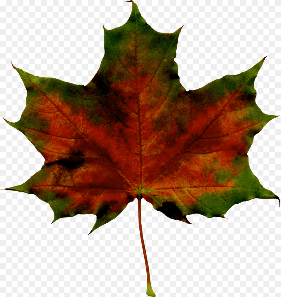 Red Fall Leaf Clipart Imageu200b Gallery Yopriceville Transparent Background Fall Leaves Green, Plant, Tree, Maple, Maple Leaf Png