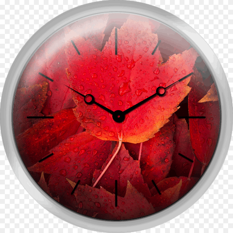 Red Fall Leaves With Water Drops Wall Clock, Leaf, Plant Png Image