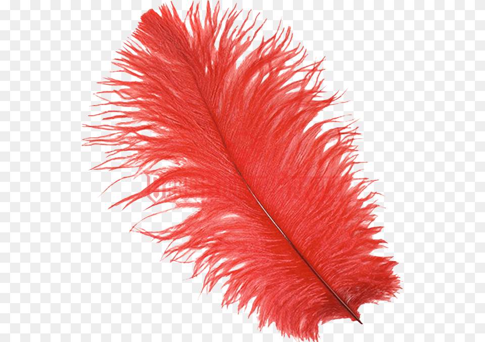 Red Feather Library Stock Zucker Feather Ostrich Feathers Drabs Selected, Leaf, Plant, Accessories, Animal Free Png