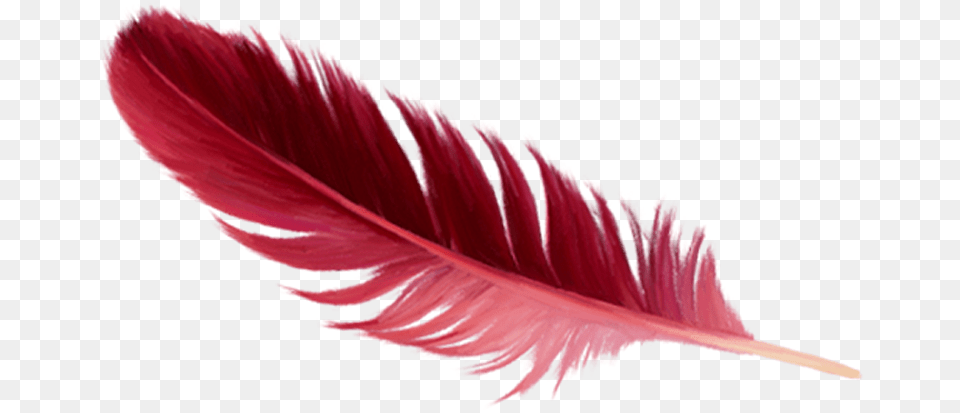 Red Feather Real Red Feather, Bottle Free Transparent Png
