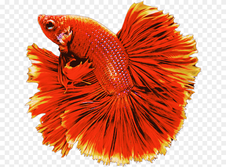 Red Fish Red Fish Goldfish Swiming Animals Betta On Transparent Background, Animal, Sea Life Png Image