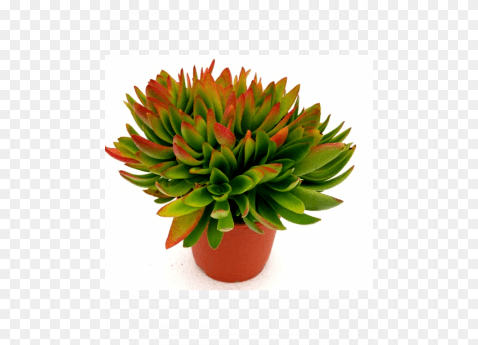 Red Flames Calderoniae Succulent Plant Succulent Plants Red, Leaf, Potted Plant, Cookware, Pot Png