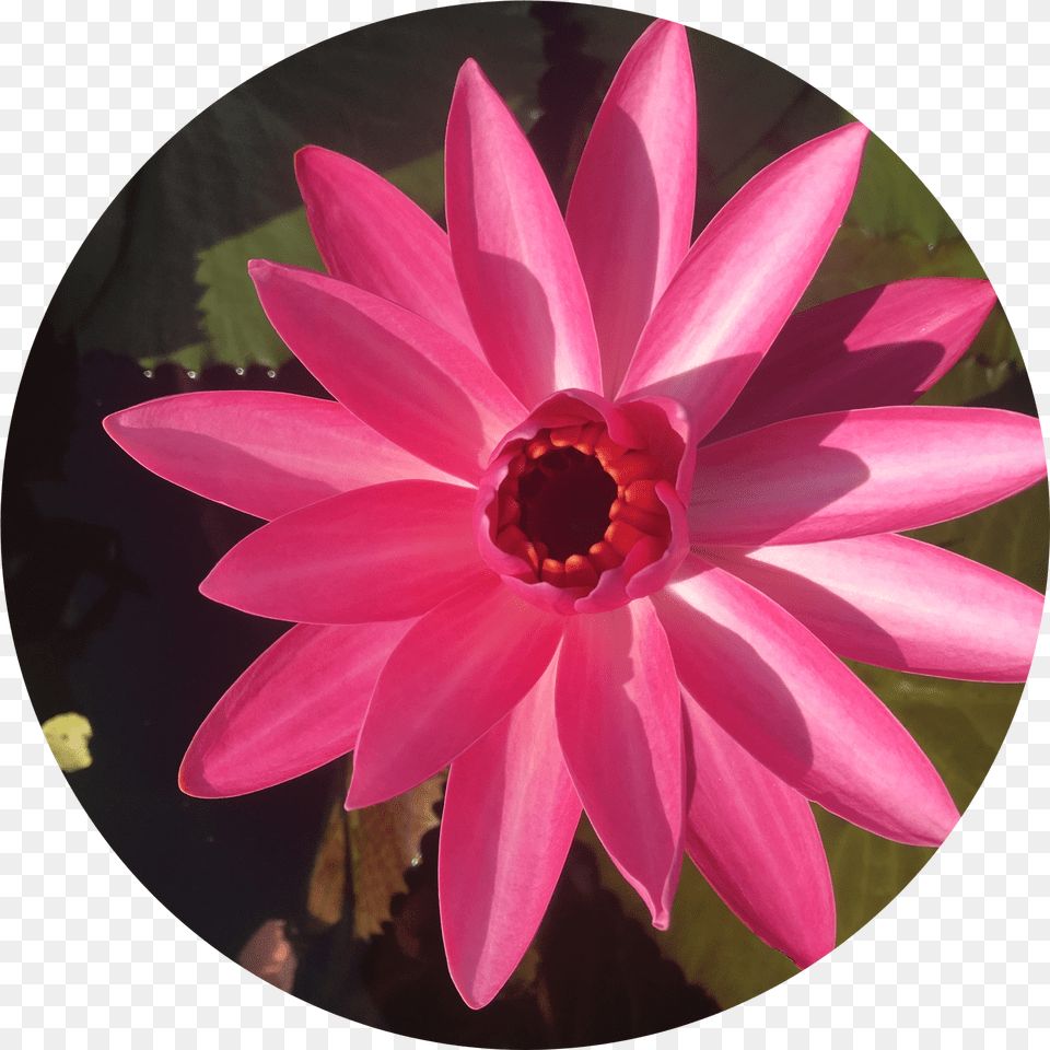 Red Flare Annual Water Lily Water Lily Free Png Download