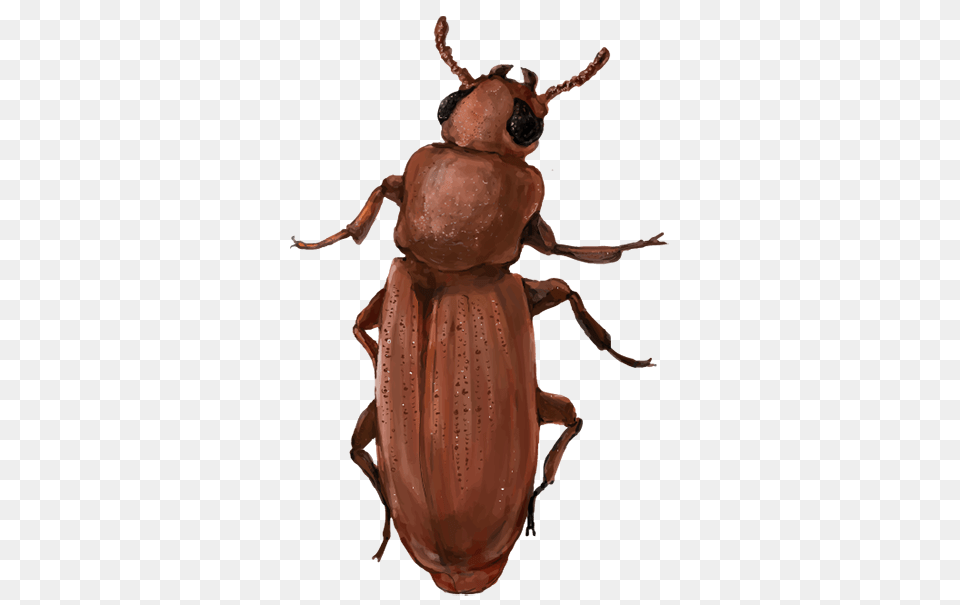 Red Flour Beetle, Animal, Adult, Bride, Female Free Png Download