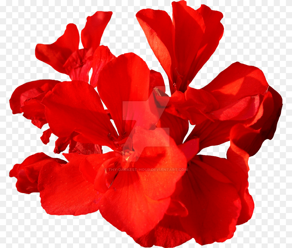 Red Flower, Geranium, Plant, Petal, Rose Png Image