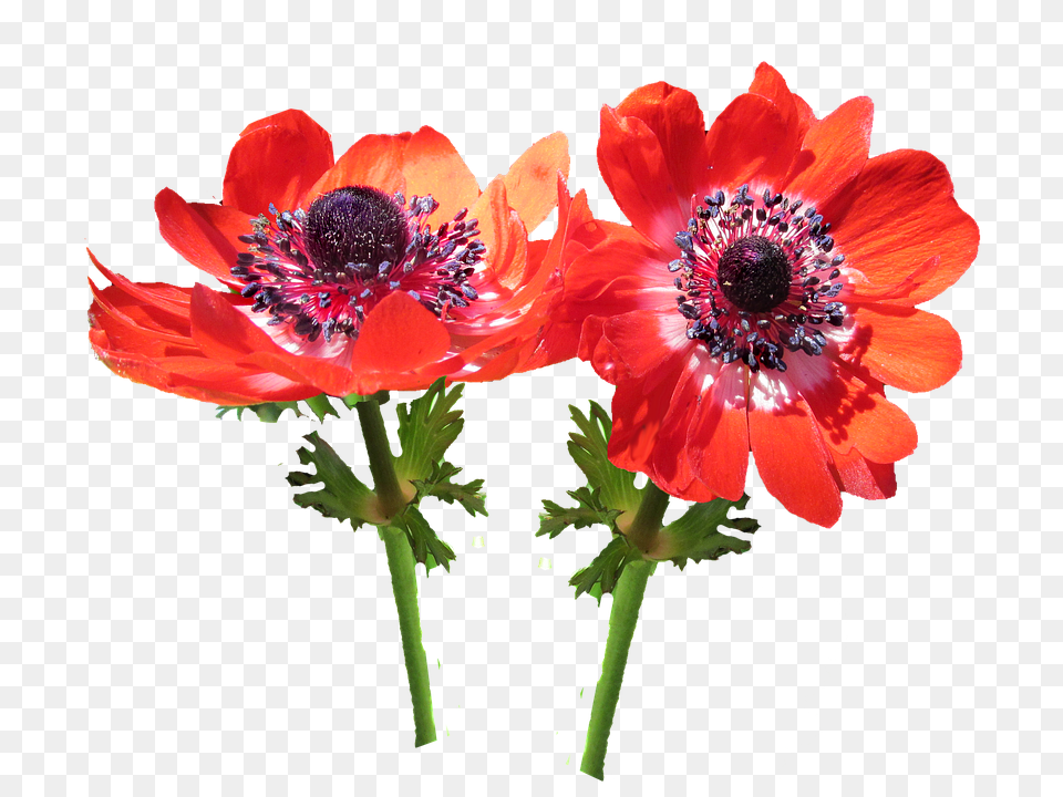 Red Flower Anemone, Plant, Pollen, Anther Png