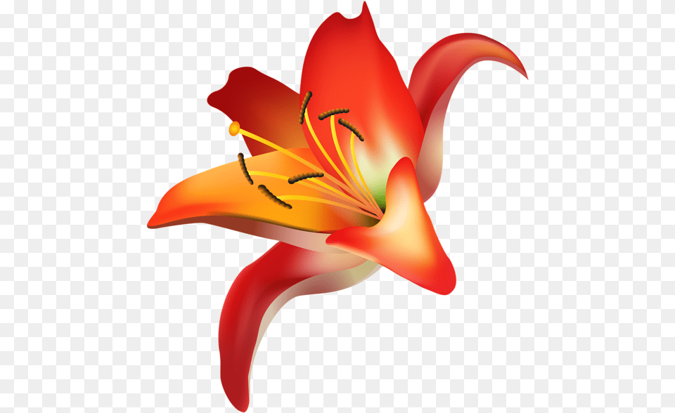 Red Flower Clip Art Transparent Image Orange Lily, Plant Free Png Download