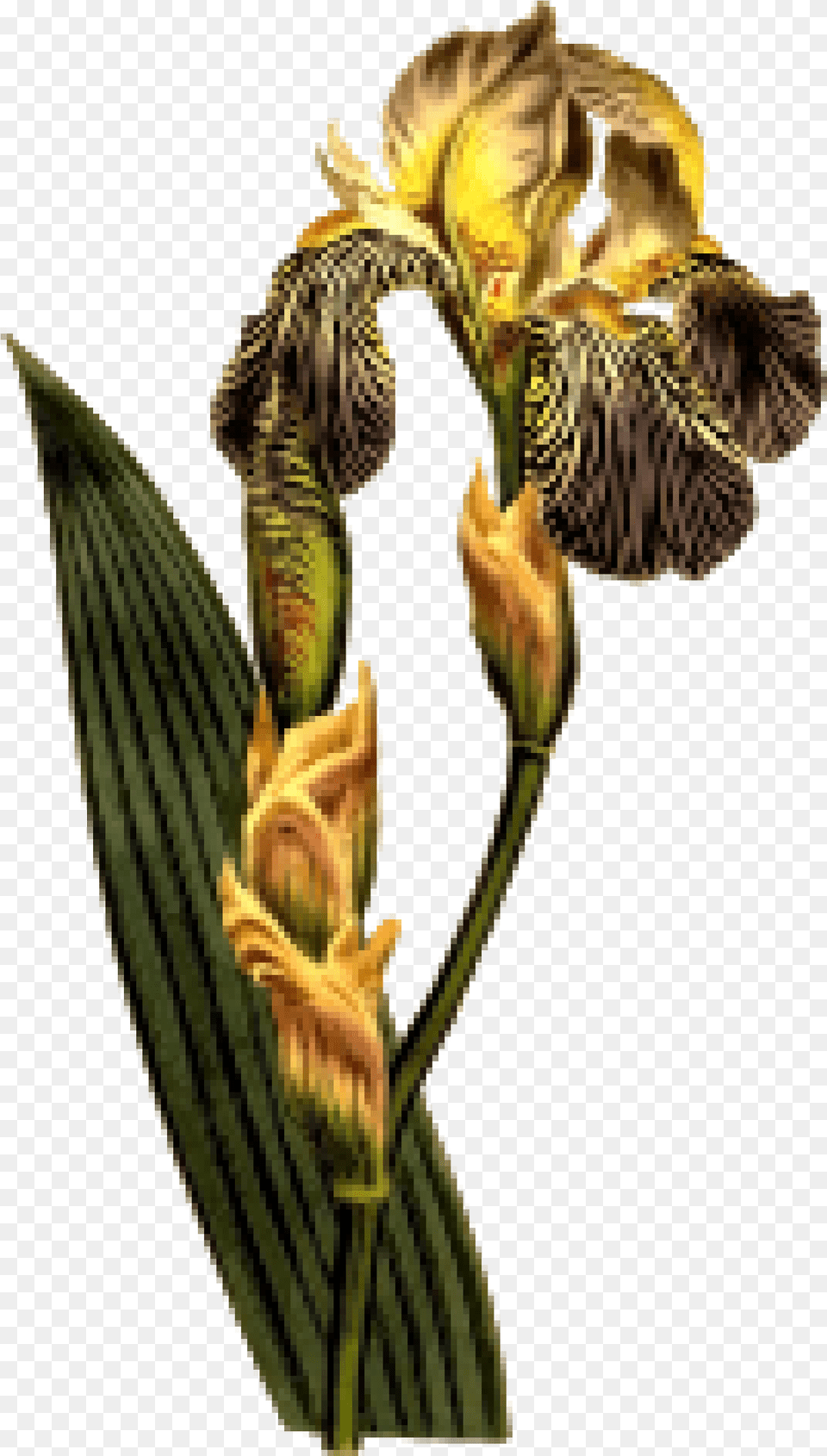 Red Flower Clip Arts For Web Clip Arts Free Iris Botanical, Plant, Petal, Person Png