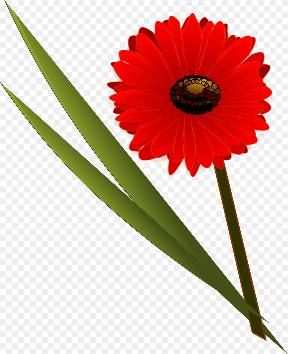 Red Flower Clipart, Daisy, Petal, Plant, Pollen Png Image