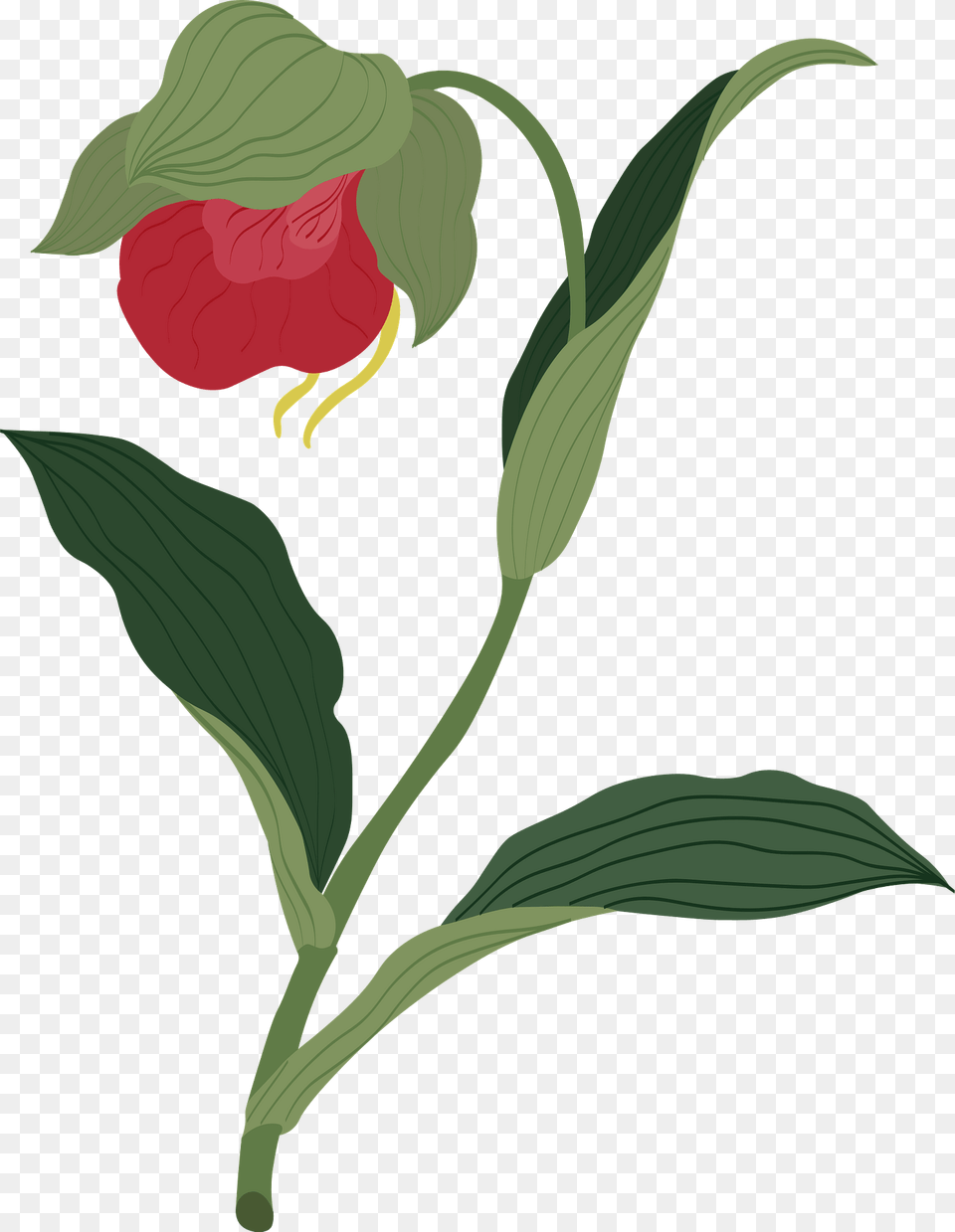 Red Flower Clipart, Plant Free Png