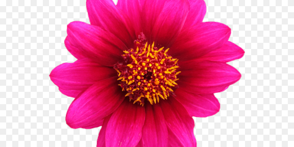 Red Flower Clipart Format Transparent Background Flower, Dahlia, Daisy, Petal, Plant Png