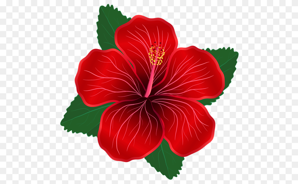 Red Flower Clipart Red Flower Clipart, Hibiscus, Plant Png Image