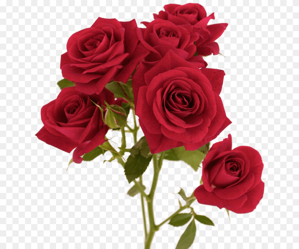 Red Flower Color Background Colour For Rose, Plant, Flower Arrangement, Flower Bouquet Free Png