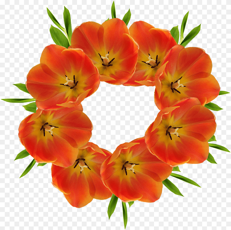 Red Flower Crown, Petal, Plant, Geranium, Flower Arrangement Free Png Download