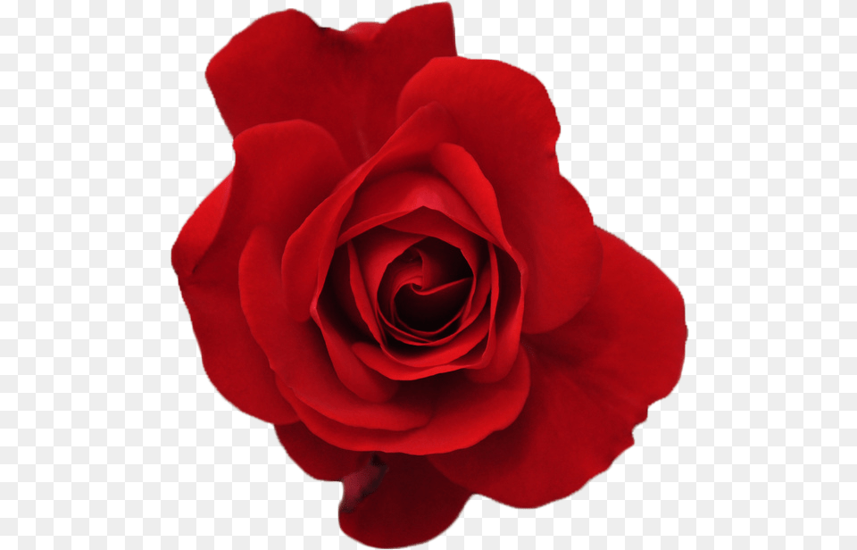 Red Flower Crown Transparent Forever U0026 A Rose Tumblr Blooming Roses Transparent Background, Plant, Petal Png