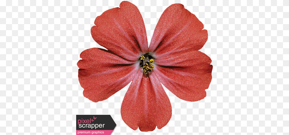 Red Flower Graphic Red Flower Pixel Transparent, Anther, Geranium, Petal, Plant Png Image
