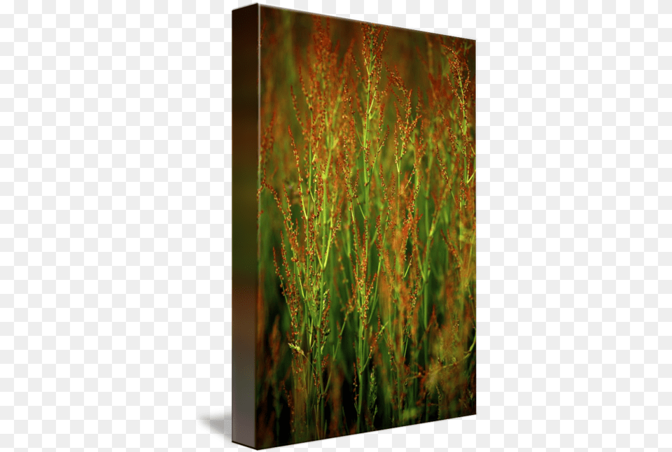 Red Flower Grass In Prairie By Jim Crotty Still Life, Plant, Vegetation, Reed, Blackboard Free Transparent Png