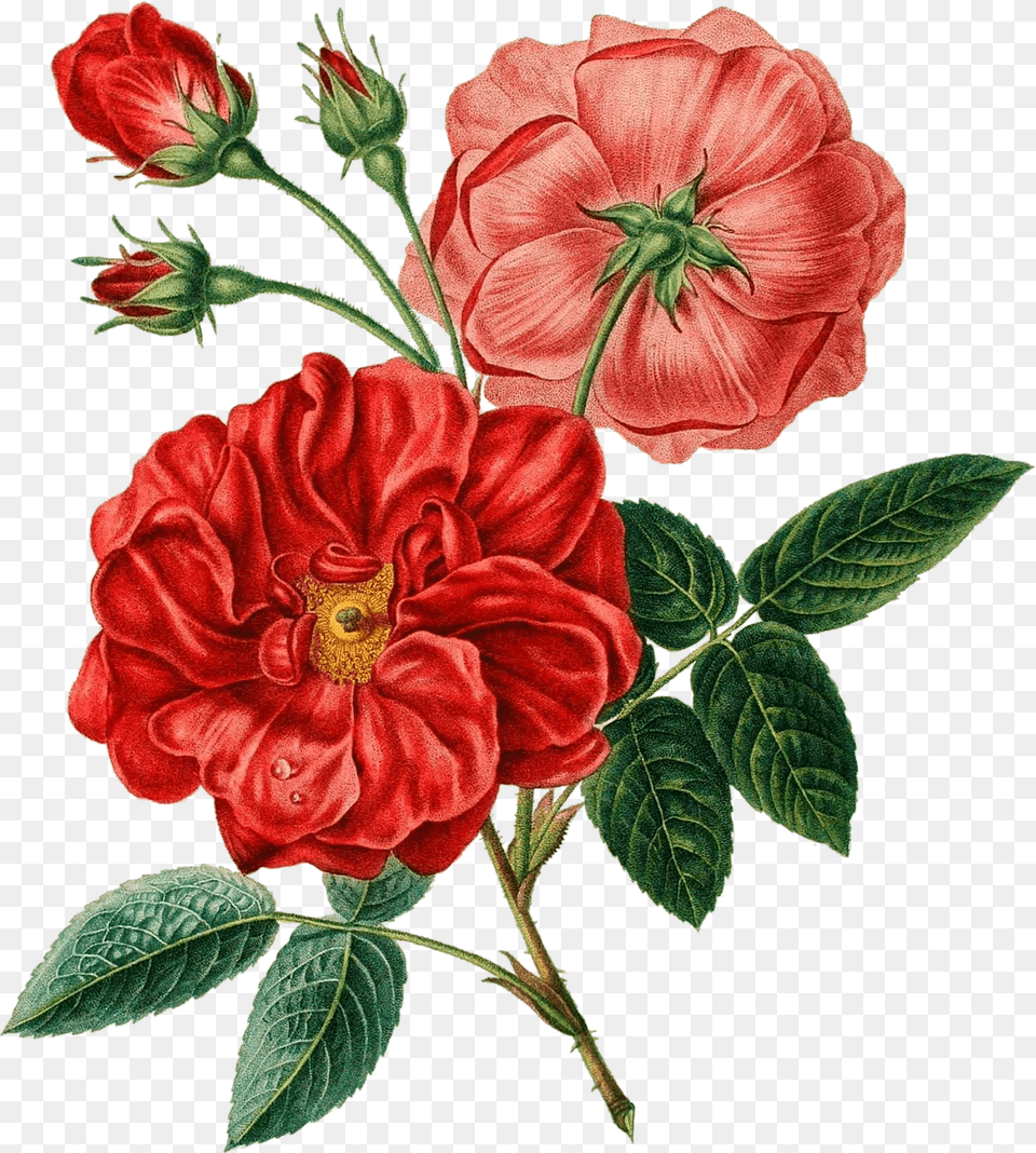 Red Flower Illustration, Plant, Rose, Dahlia, Hibiscus Free Transparent Png
