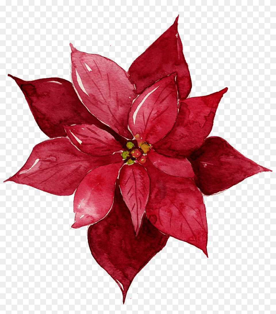 Red Flower Illustration Download Vector, Leaf, Plant, Petal, Pattern Png