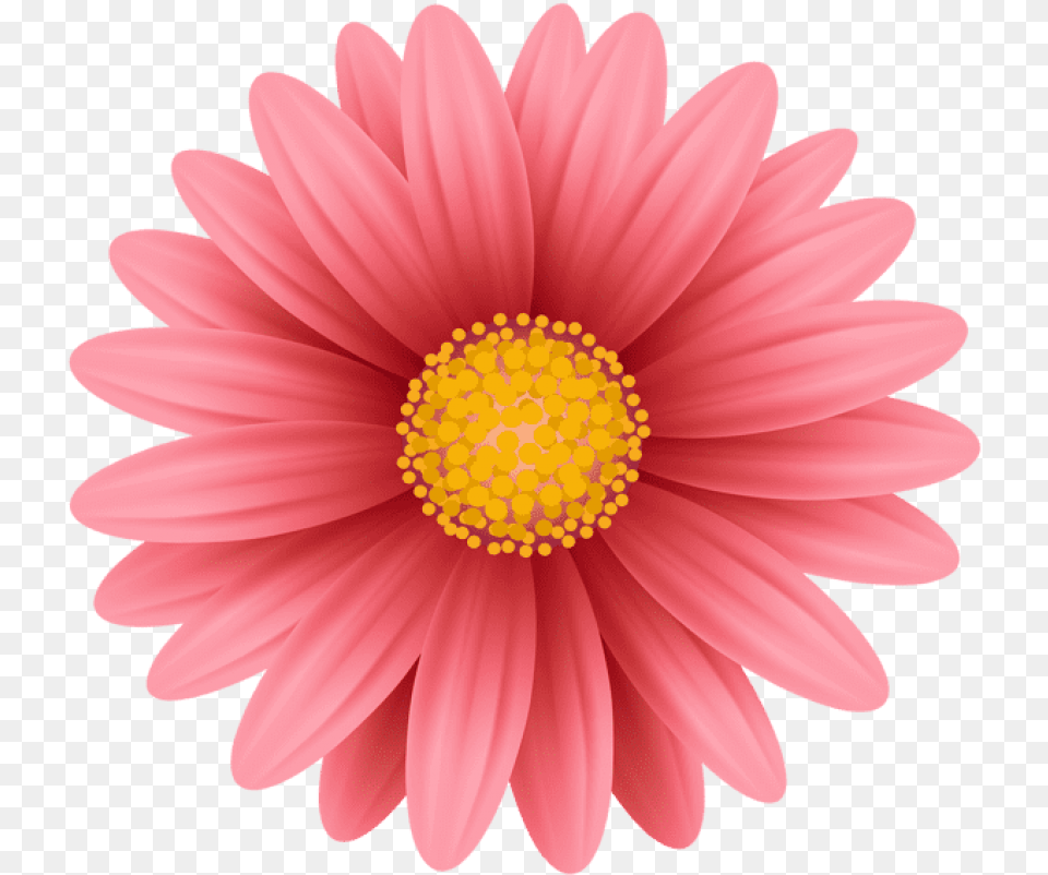 Red Flower Images Pink Flower Hd, Dahlia, Daisy, Petal, Plant Free Transparent Png