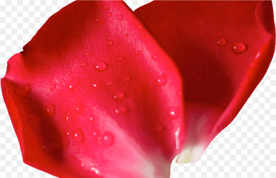 Red Flower Petals Flower Pettels, Petal, Plant, Person Free Png Download