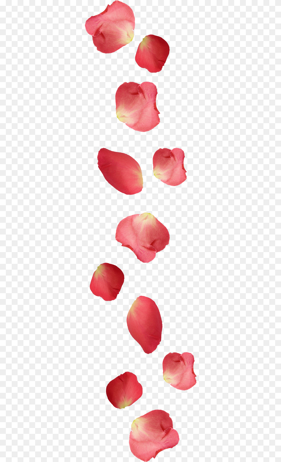 Red Flower Petals Portable Network Graphics, Petal, Plant, Rose Free Png Download