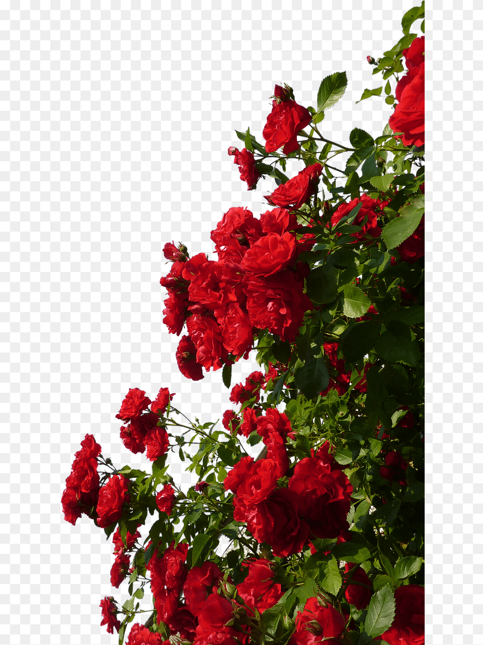 Red Flower Rose Bush, Geranium, Petal, Plant Free Transparent Png