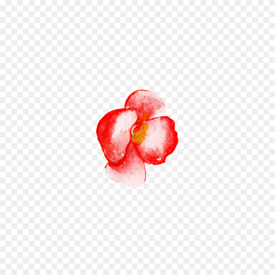 Red Flower Watercolor Hand Painted Download, Petal, Plant, Rose Free Transparent Png