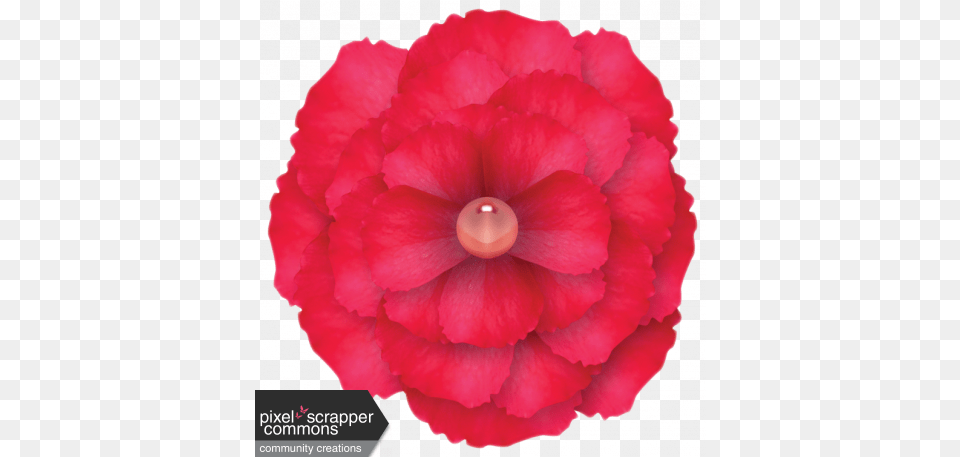 Red Flower With Gem Center Graphic By Sunny Faith Rush Begonia, Rose, Plant, Petal, Geranium Free Transparent Png